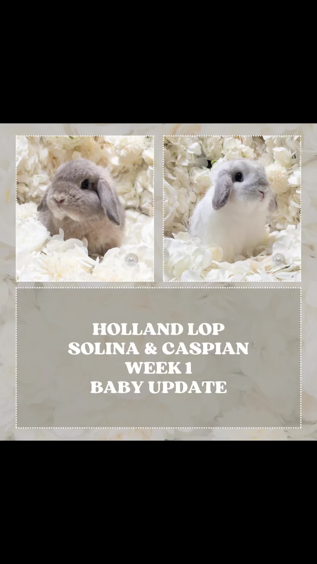@Heartsofhollandsnyc