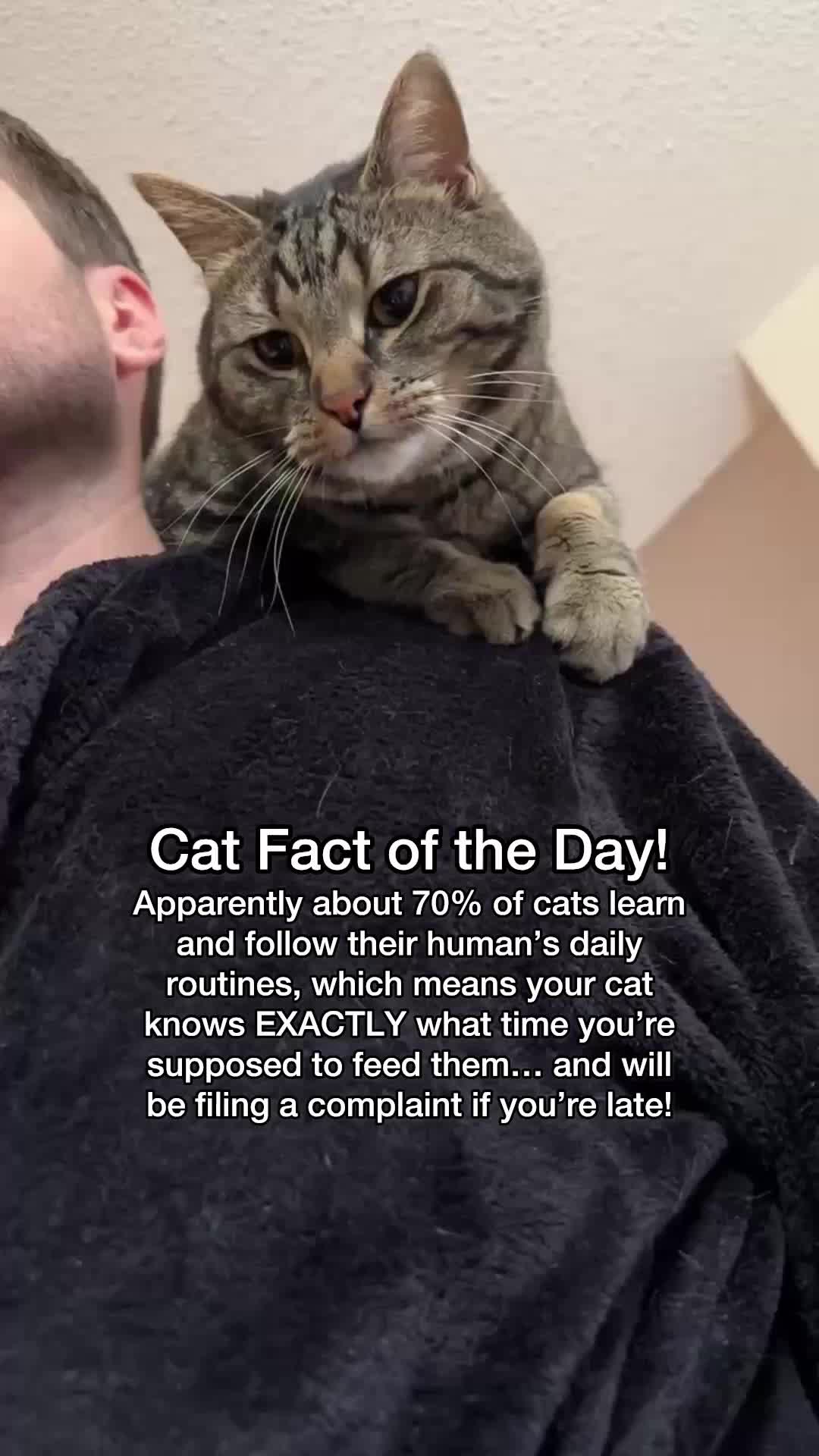 @Chip The Manx