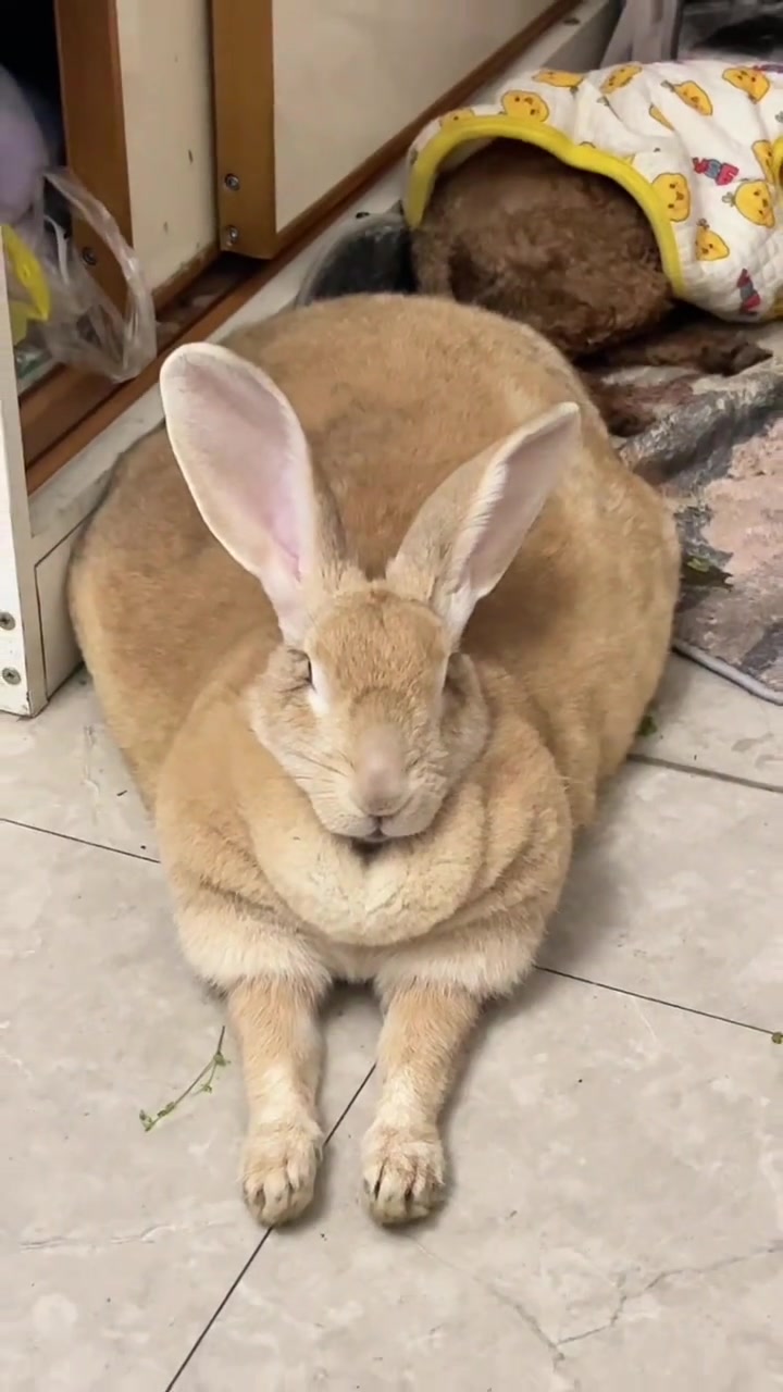 @RabbitNow19