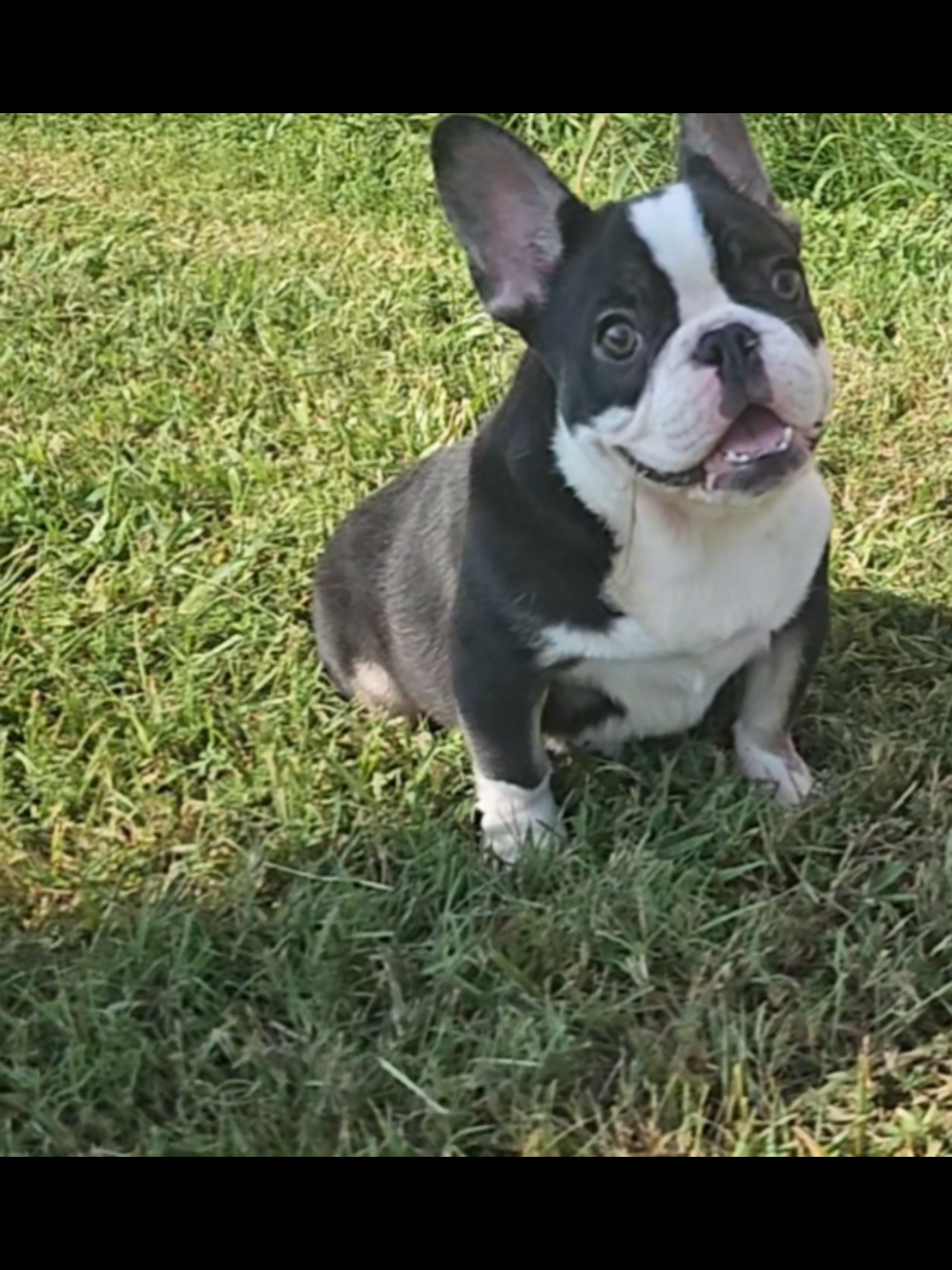 @Diamond State French Bulldogs