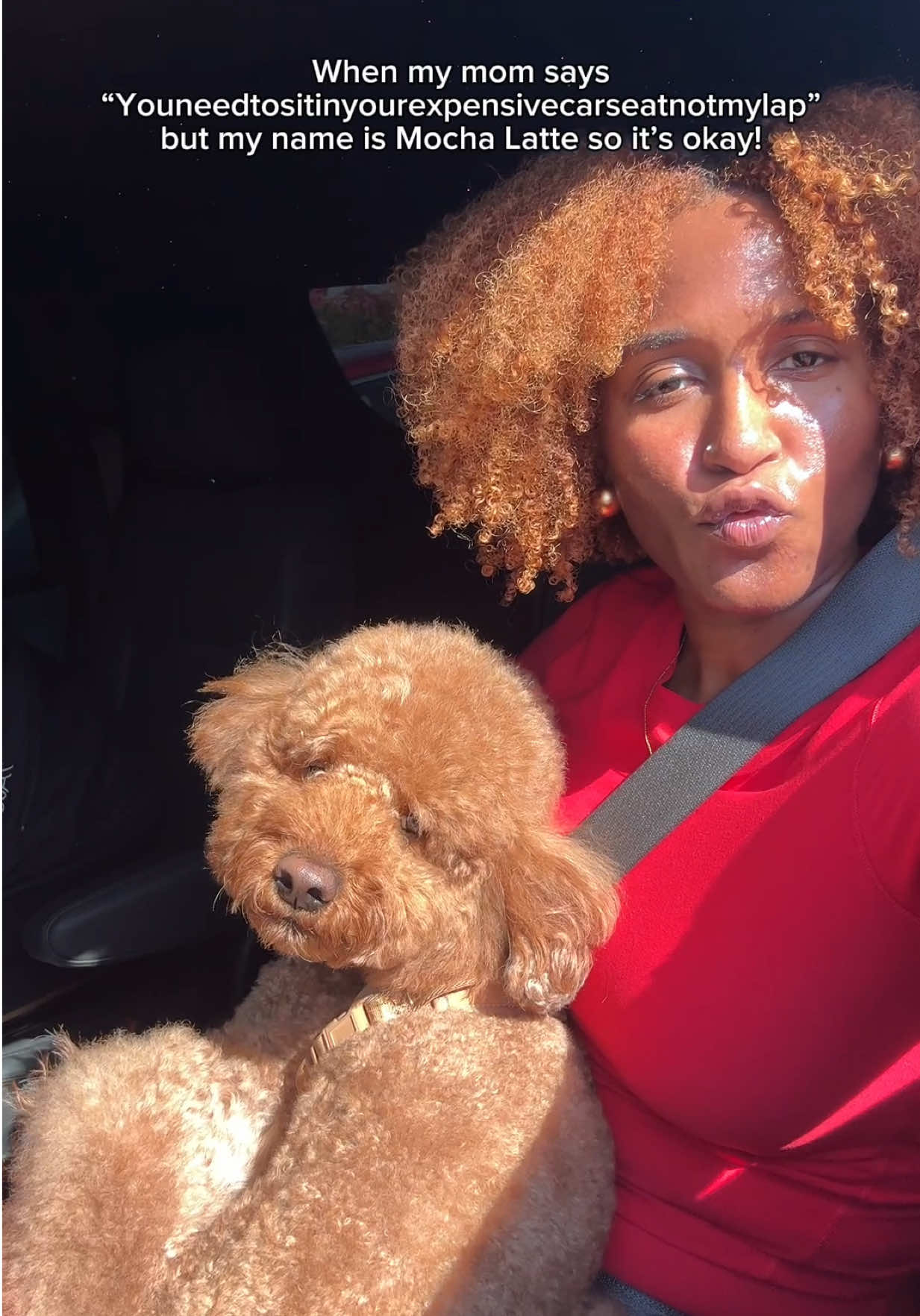 @Mocha | Mini Goldendoodle 🐾
