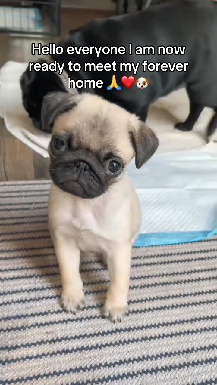 @Pug Puppies world 🐶❤️