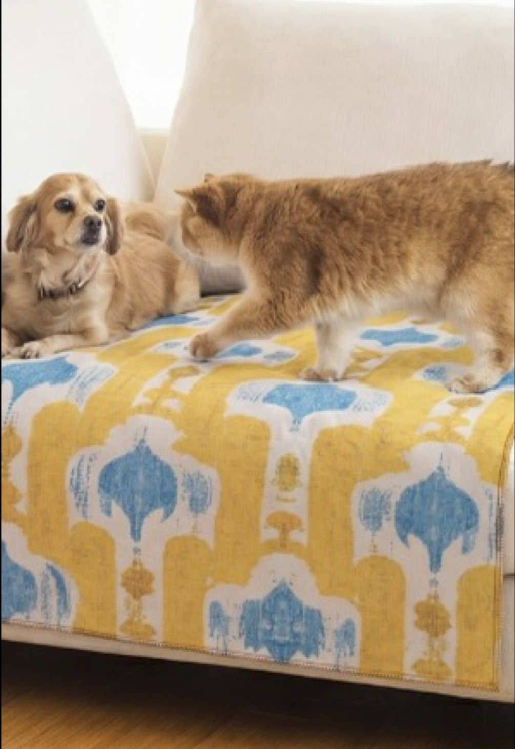 @Lovewag Pets