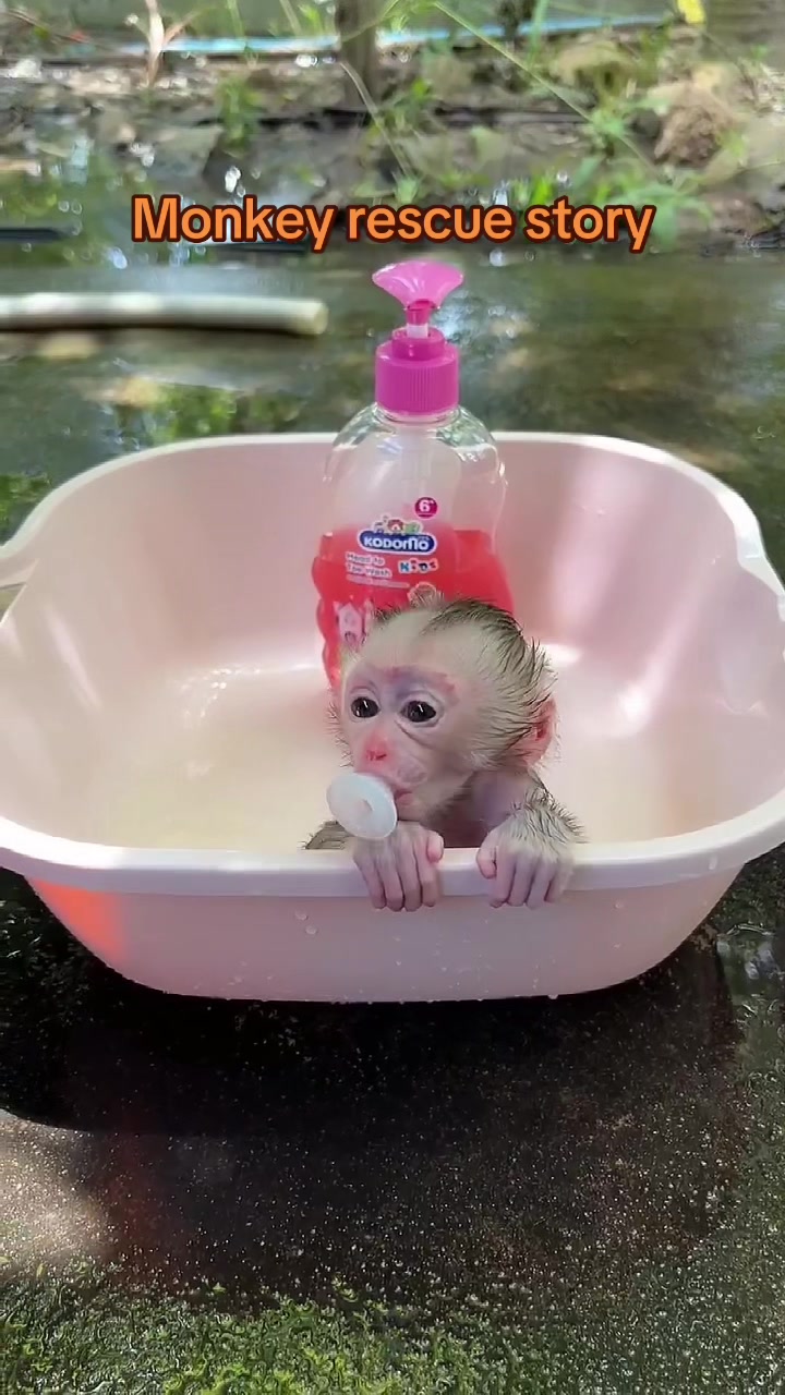 @Baby Monkey Rescue
