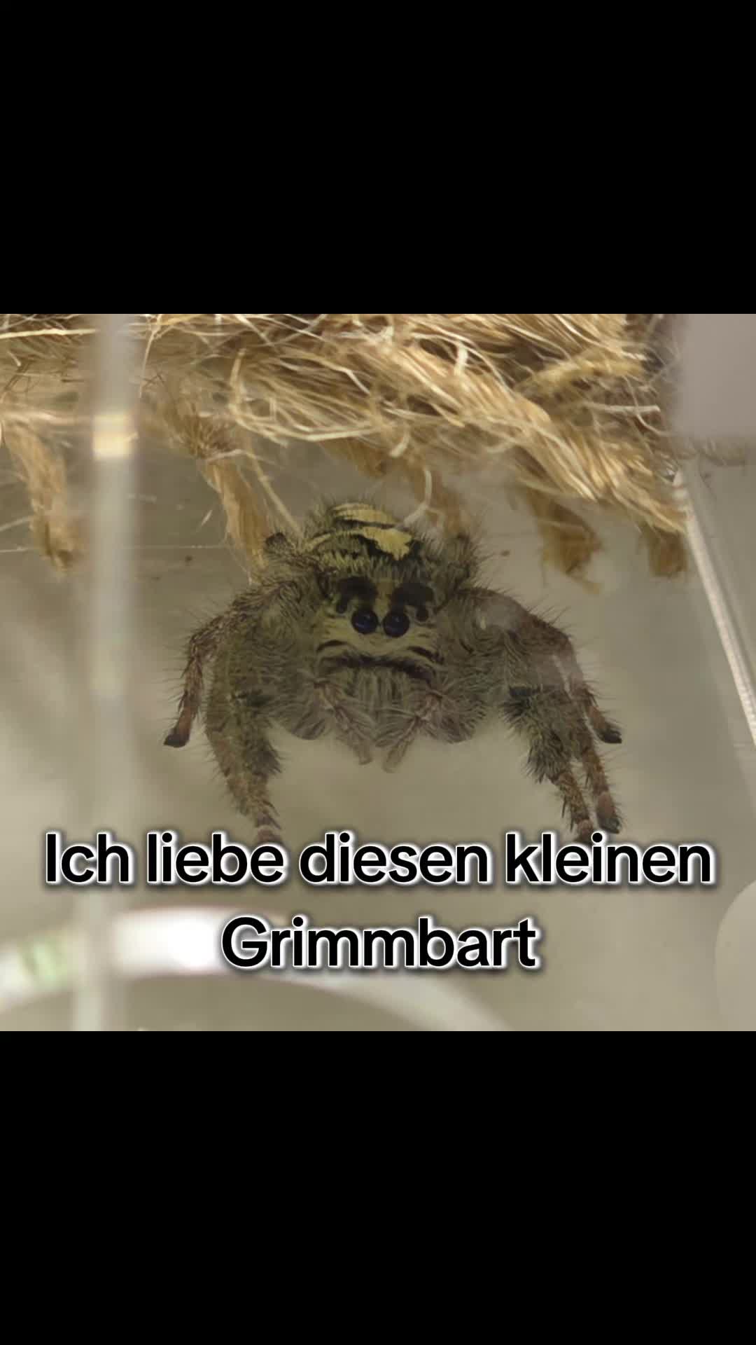 @Die...Isa!