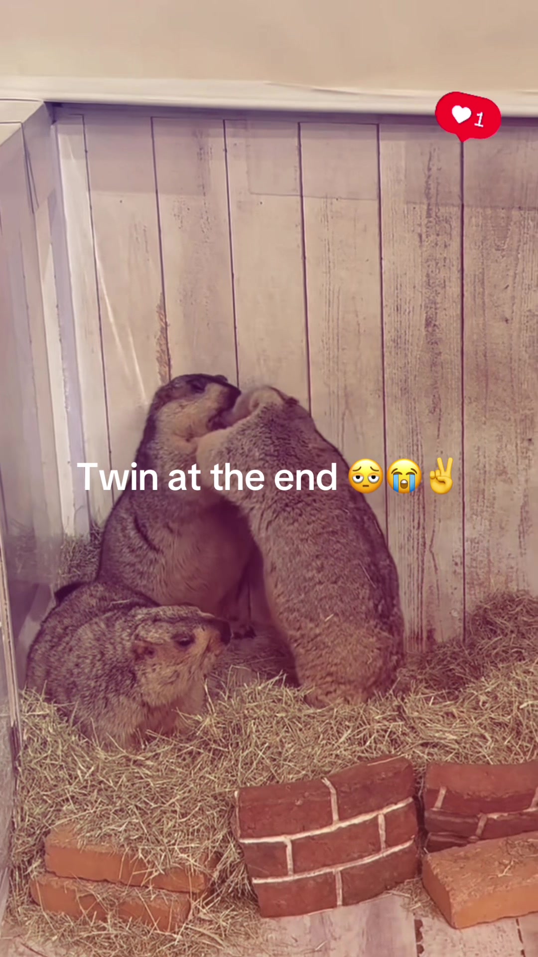 @dailymarmot00