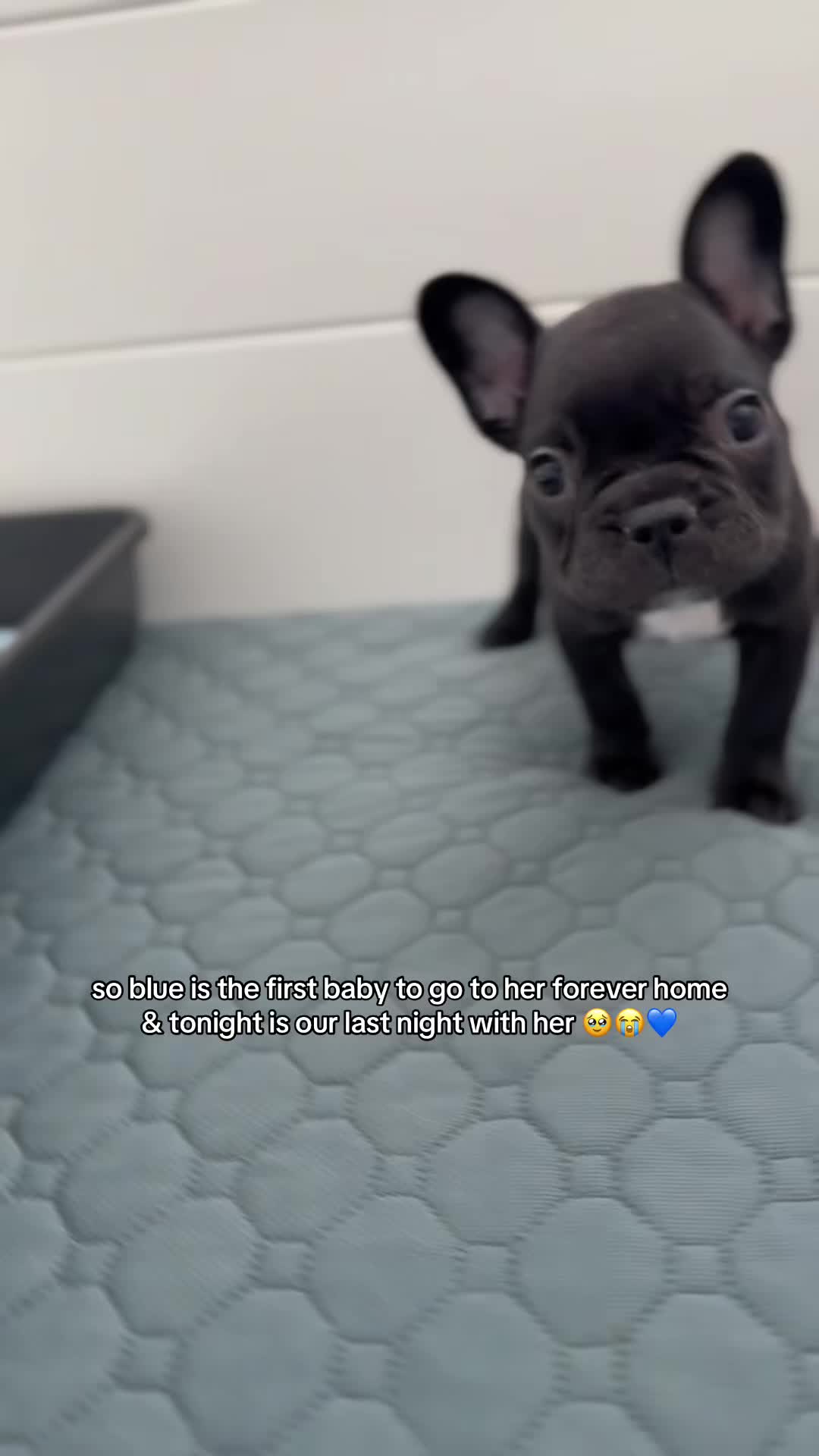 @frenchiesofvegas