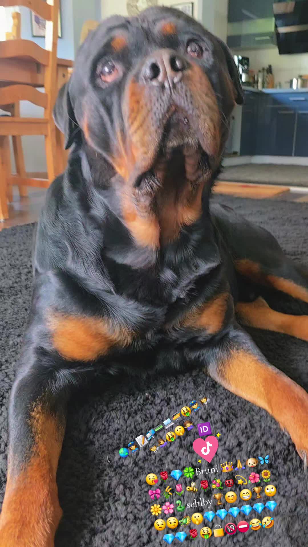 @Rottweiler Bruno