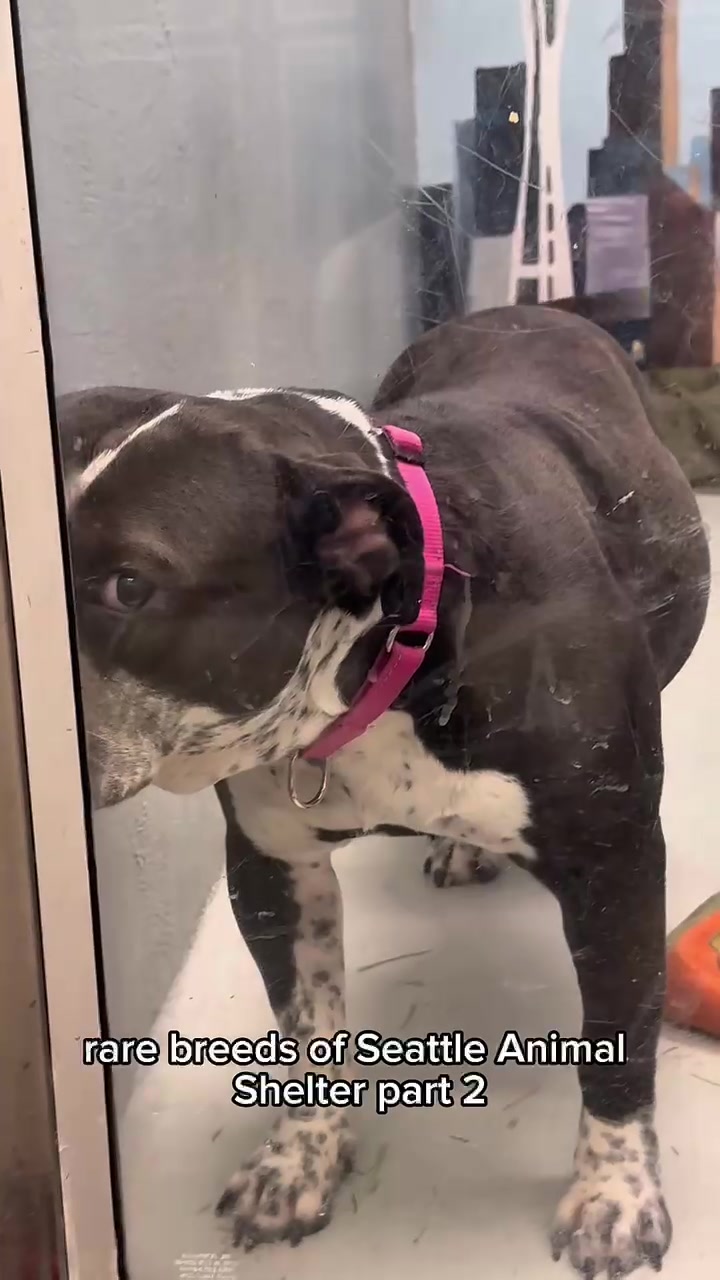 @Seattle Animal Shelter