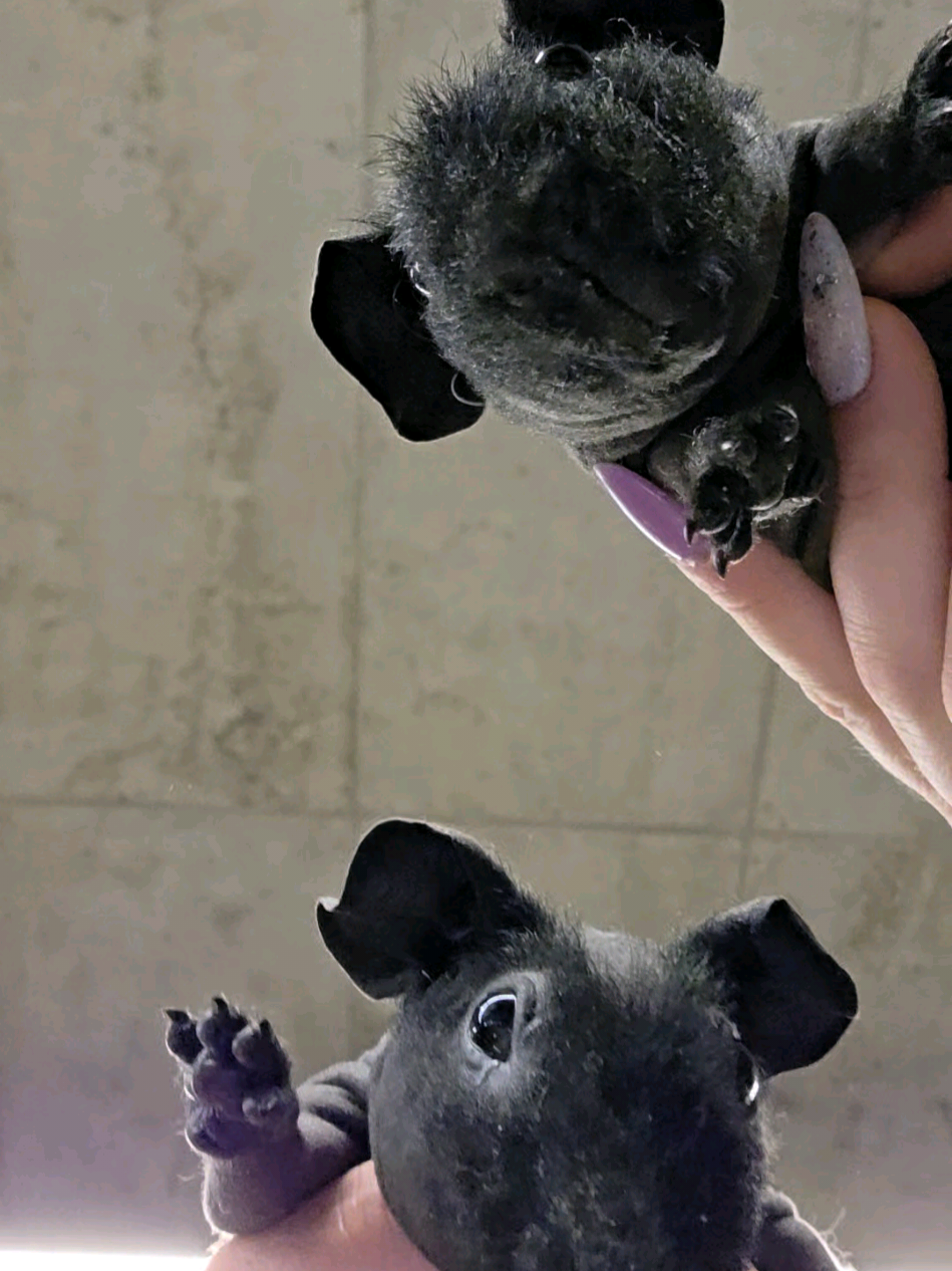 @Family Pets & Zoo TCZEW