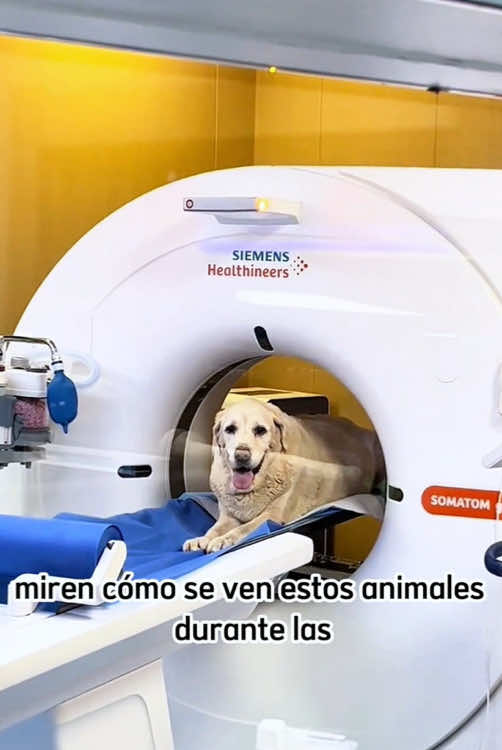 @Funny dogs 226