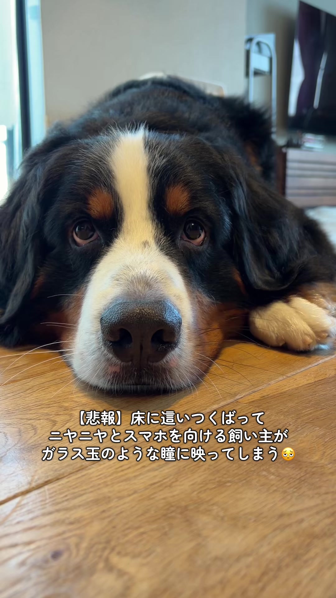 @å¯å£«å±±ð¶ð»ããŒããŒãºããŠã³ãã³ããã° - Fujisan