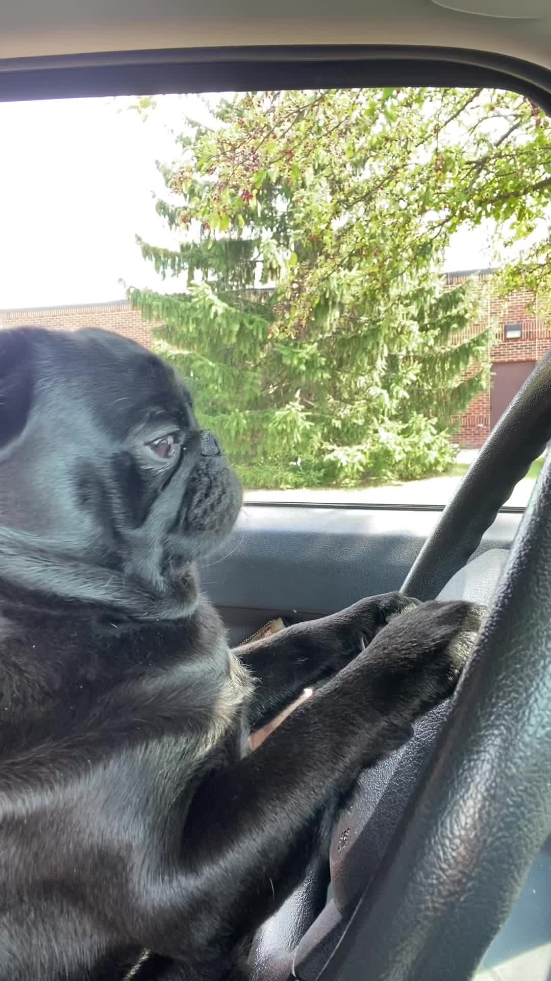 @Pugaddict