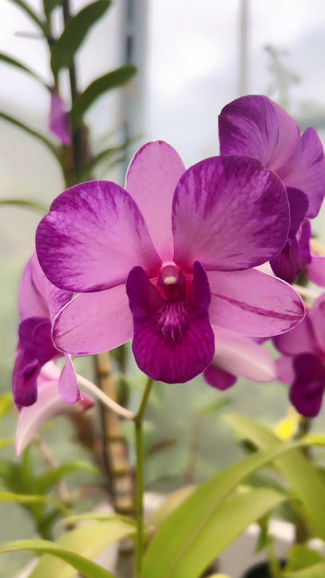 @Anggina Orchid