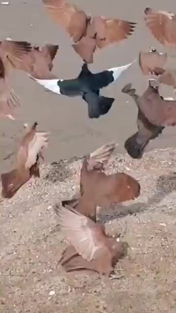 @َ🕊️🕊️