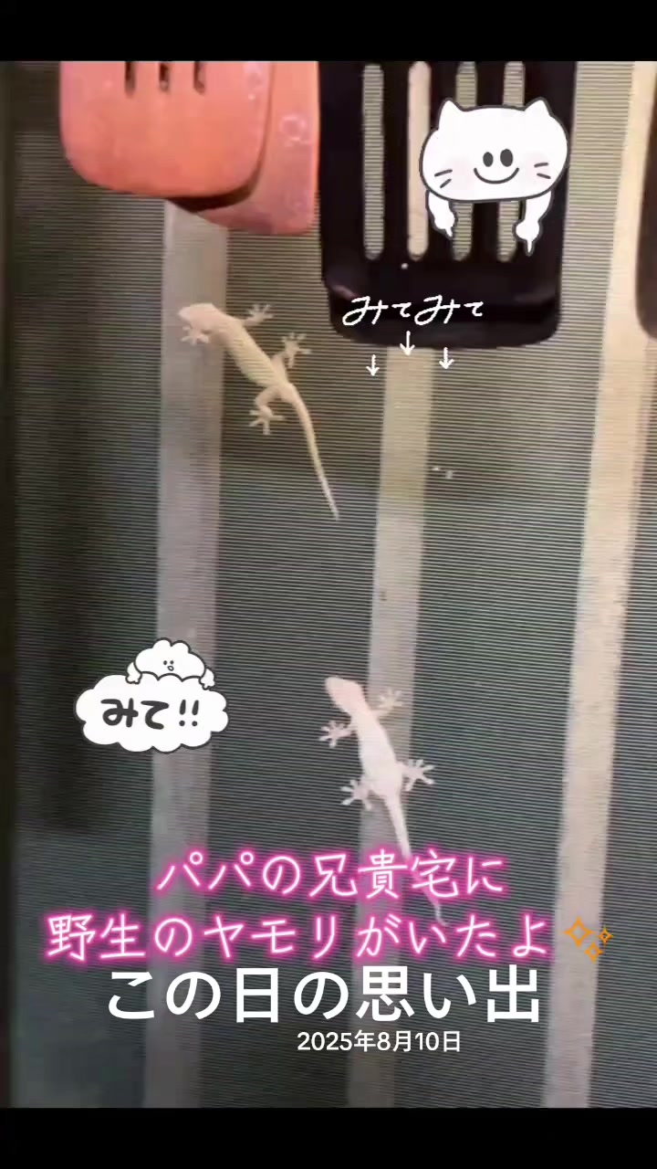 @ANIMAL♡M