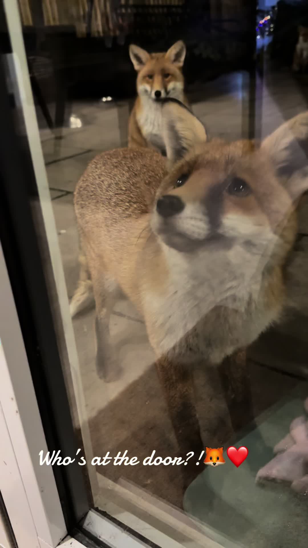 @gp_wildlife