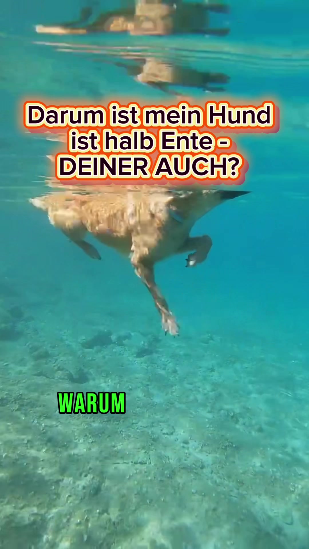 @INSAbenteuerHund