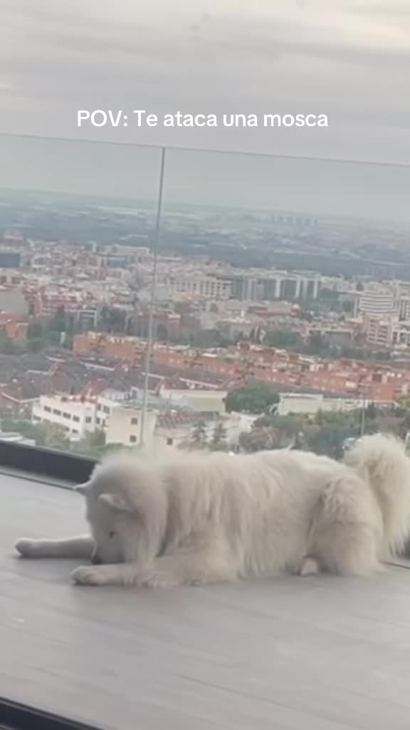 @Milo_theSamoyed