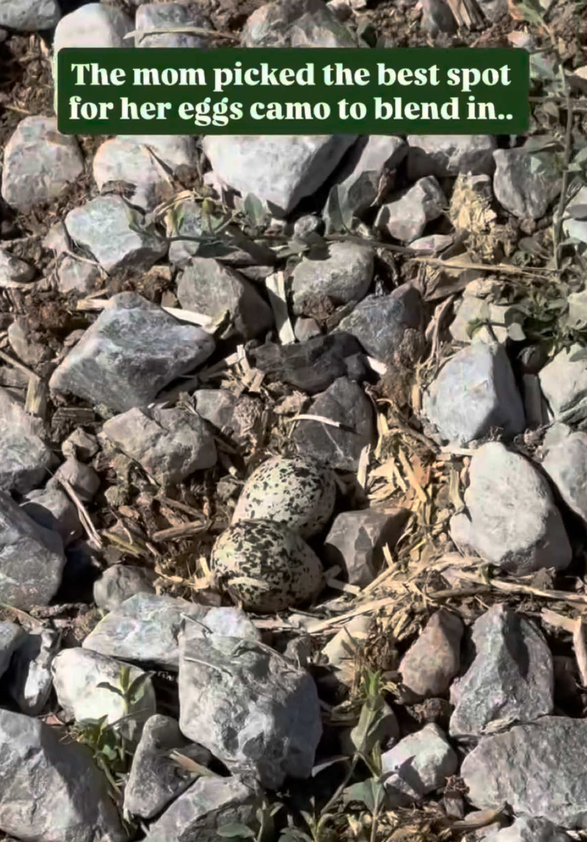 @Redemption-Tactical
