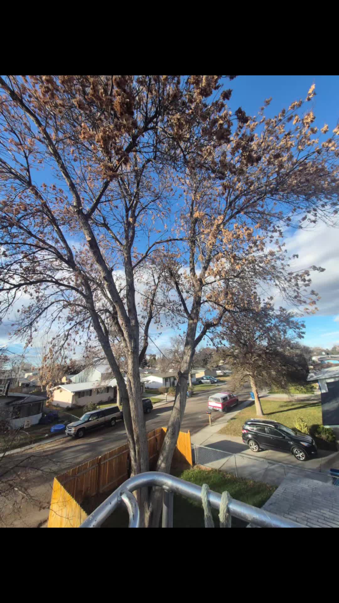 @LoyalTreeCare