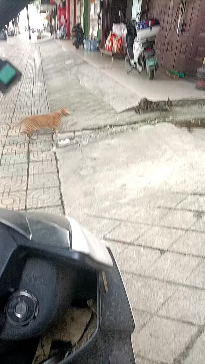 @Animals Fun