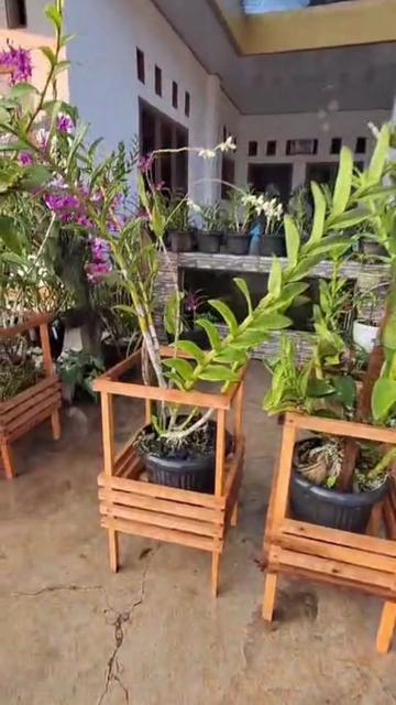 @Anarda Orchids