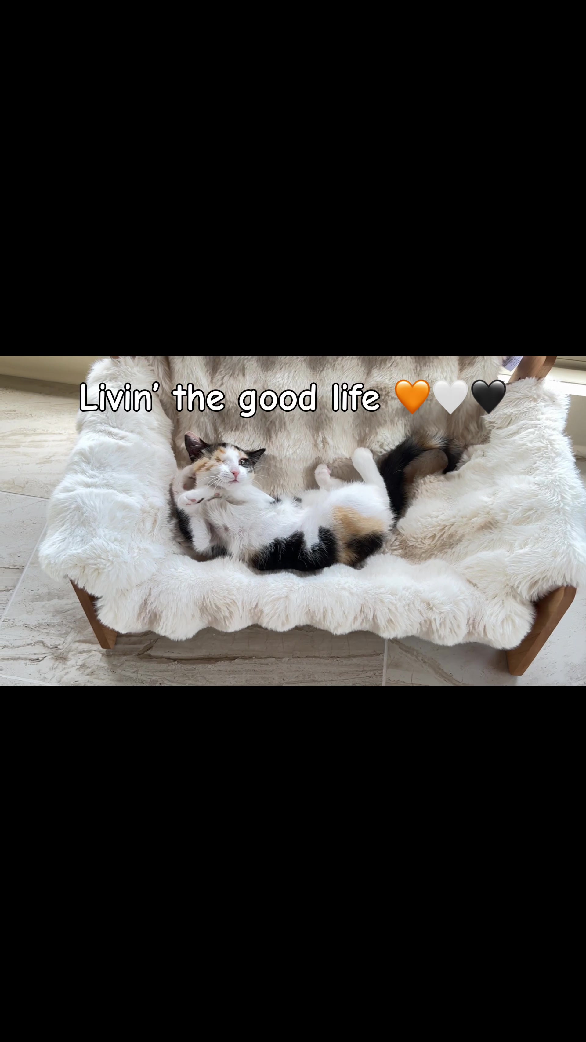 @Gracie’s Circling Paws