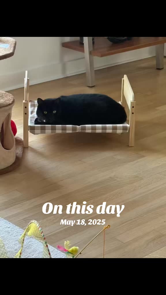@Oscar&ensp;Jeremy&ensp;the&ensp;cat!