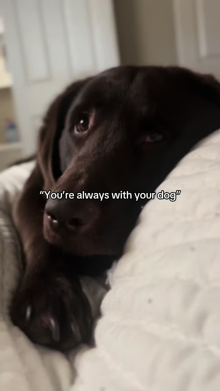@The Chocolate Chonks 🤎