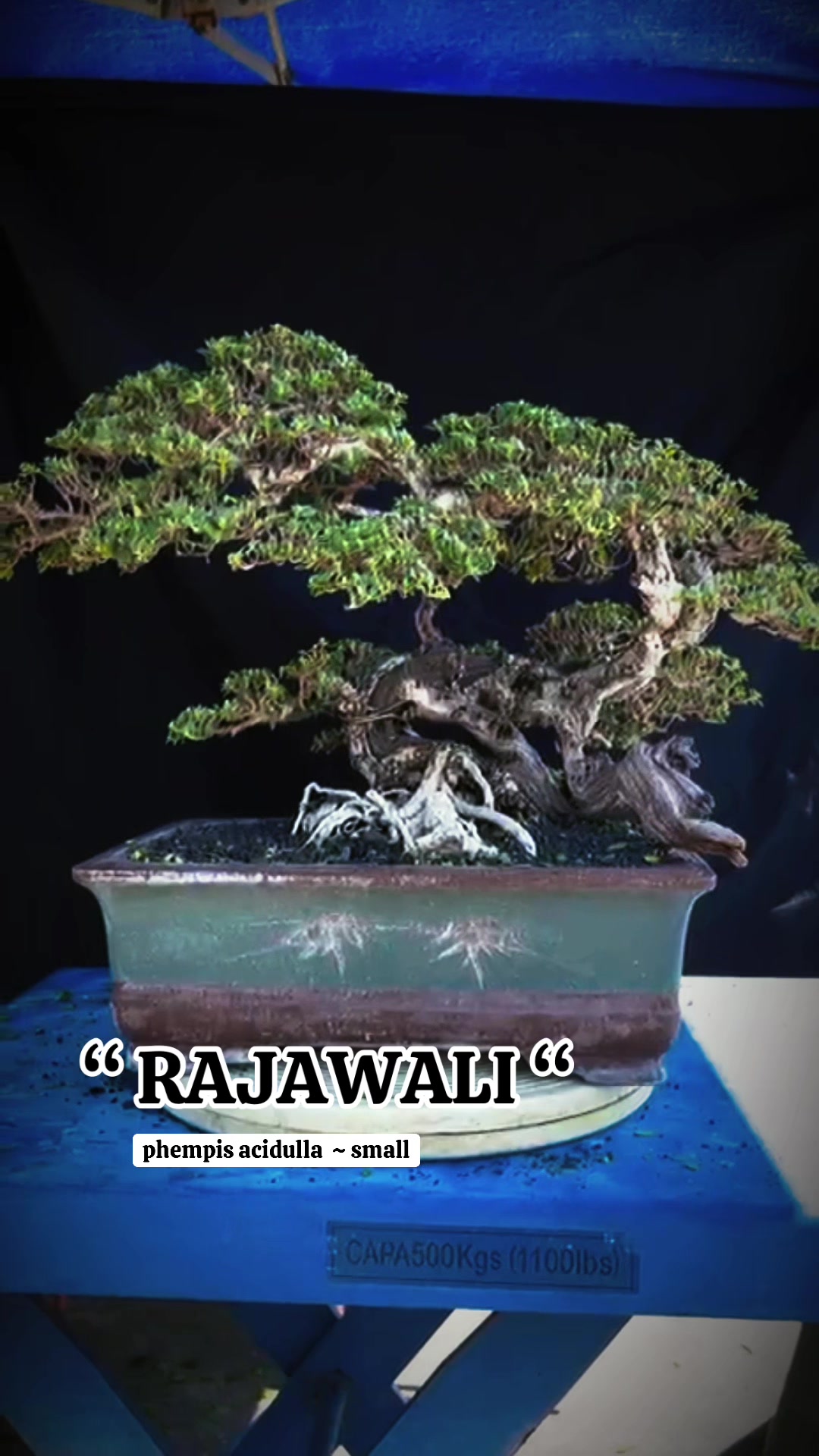 @warbonsai_purwodadi