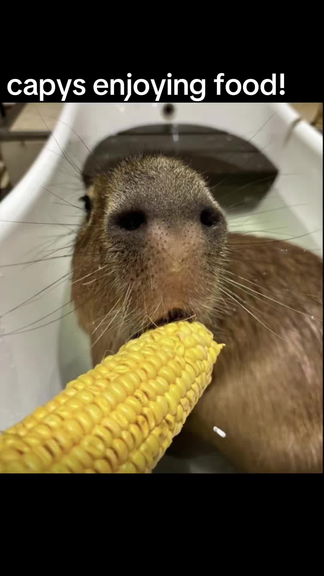 @chilllcapy