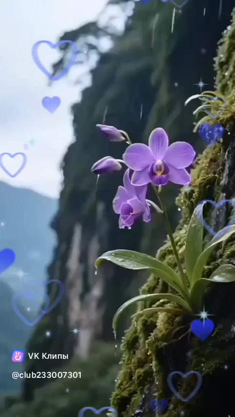 @A N G E L )))