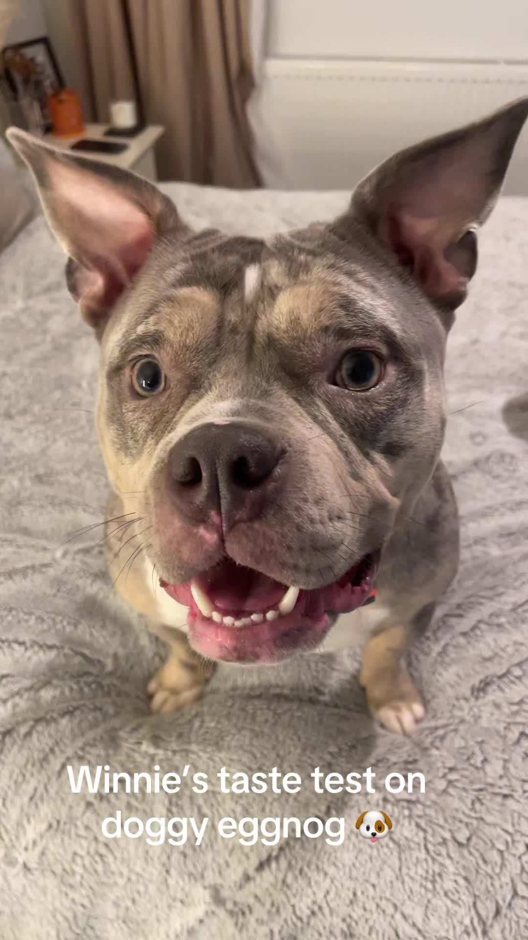 @Pet Angels