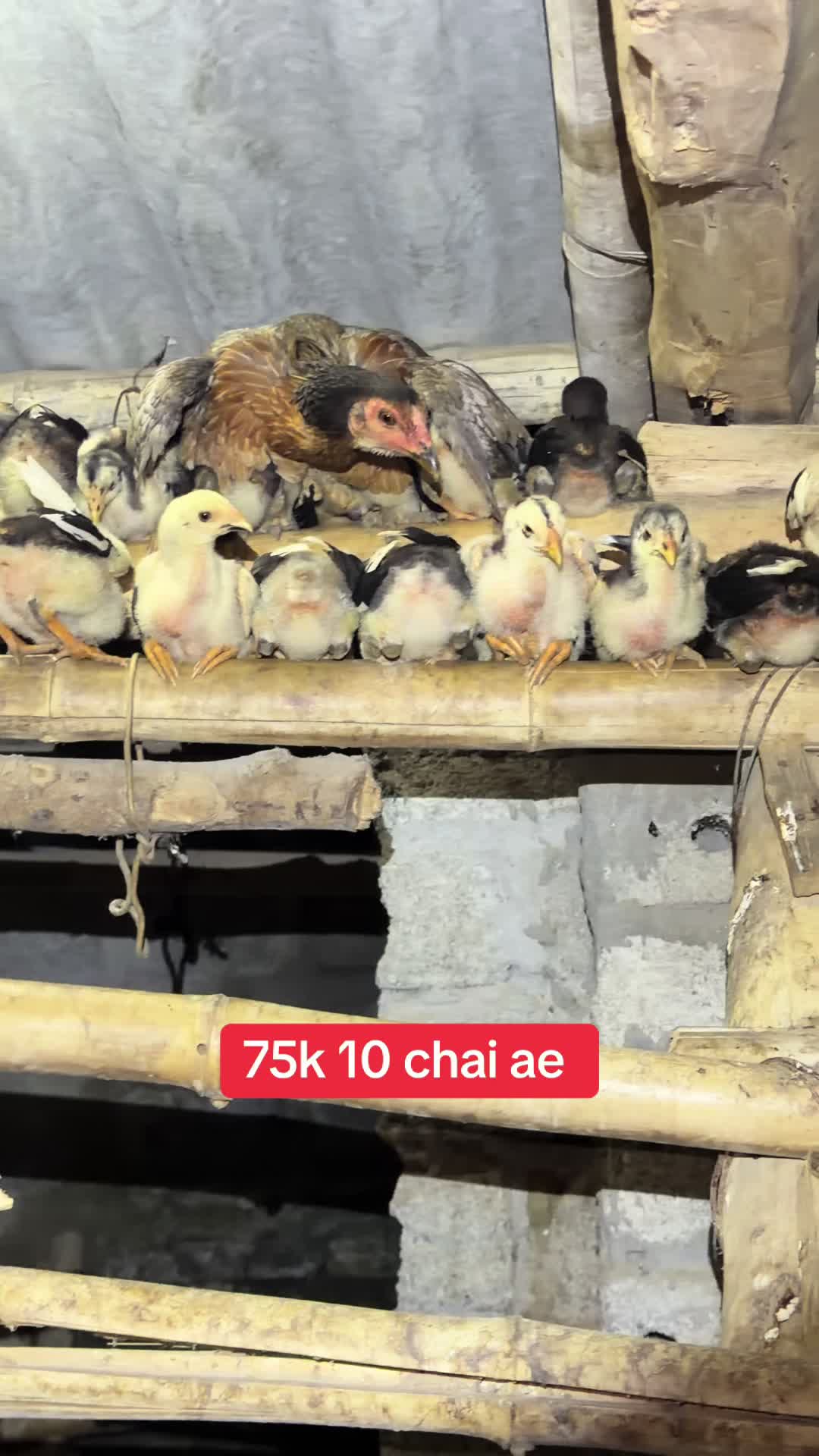 @Quyền Ba Vì