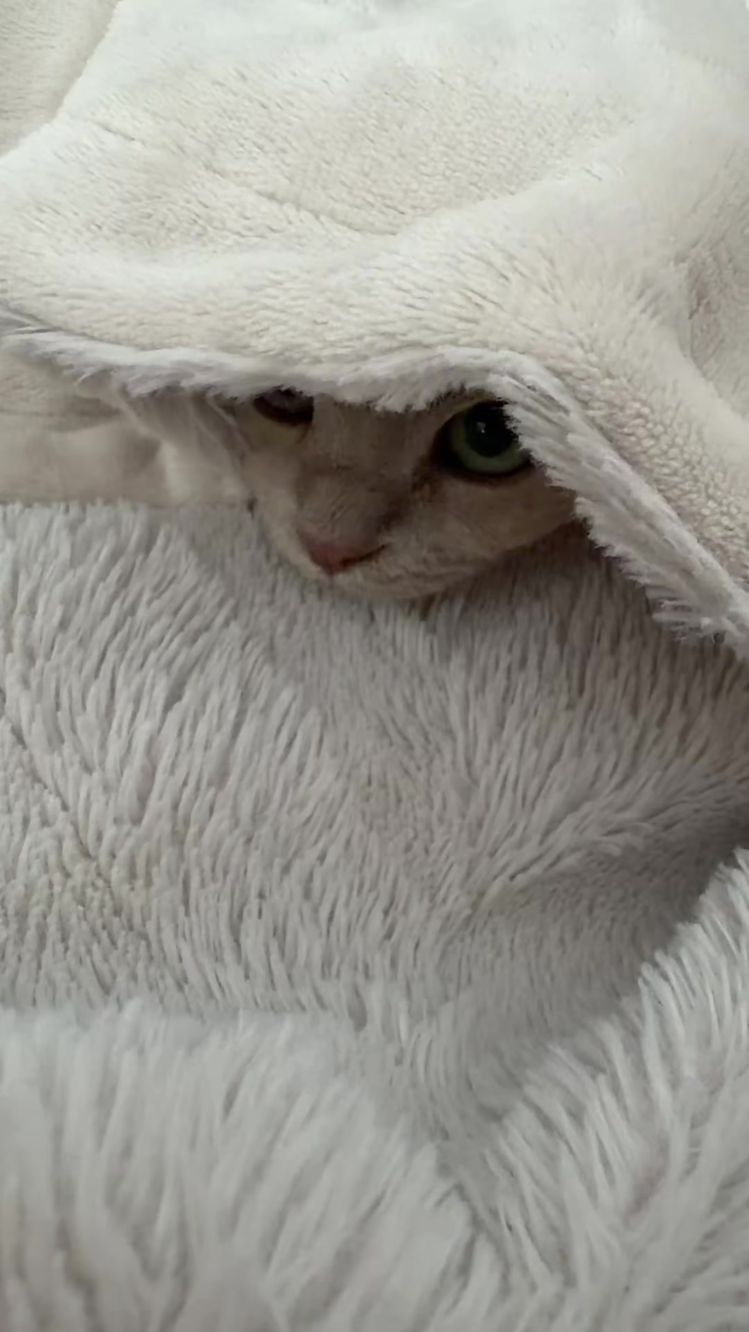 @TugbasCats