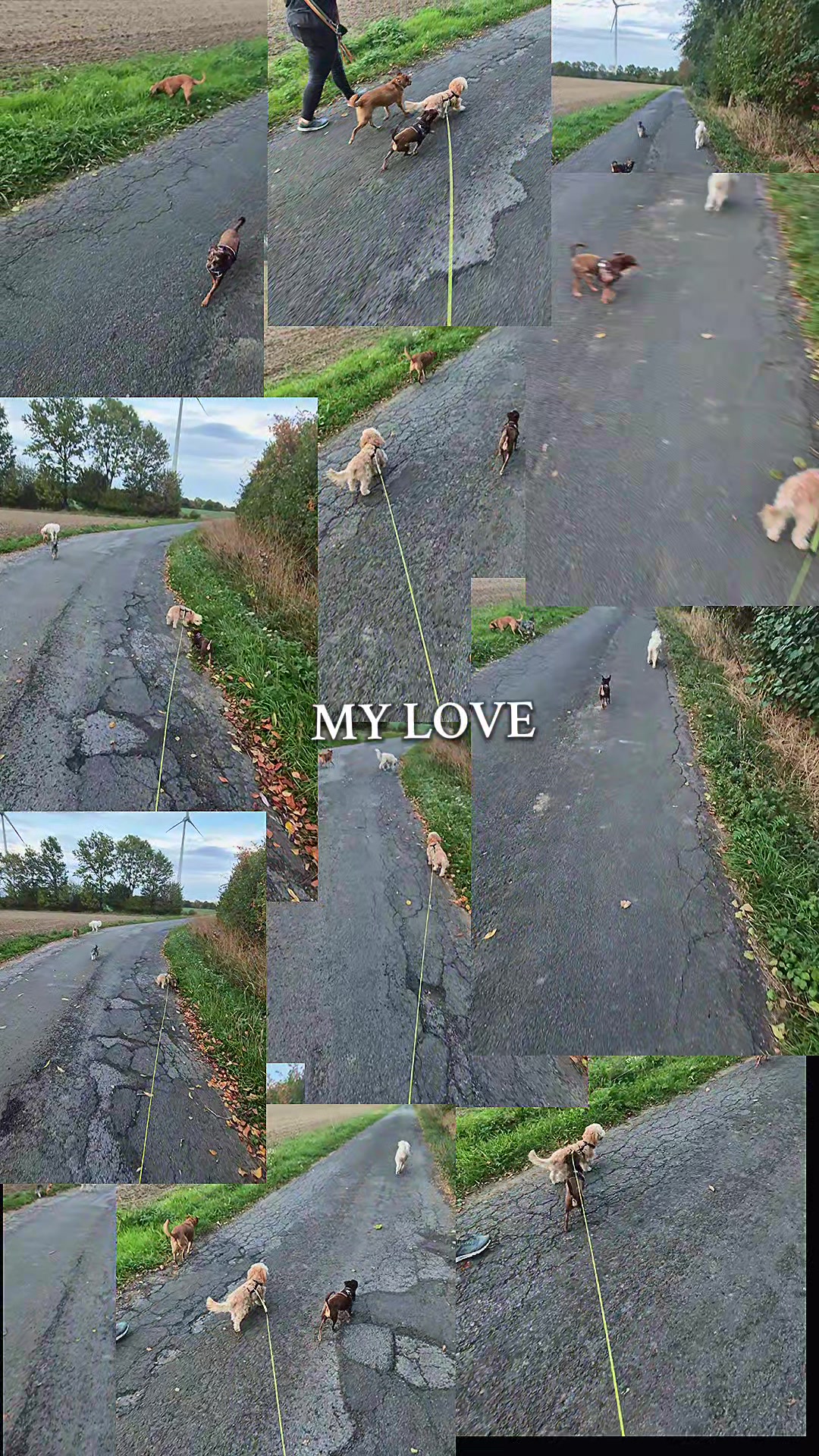 @SabrinaTeamWuffhaus🐕