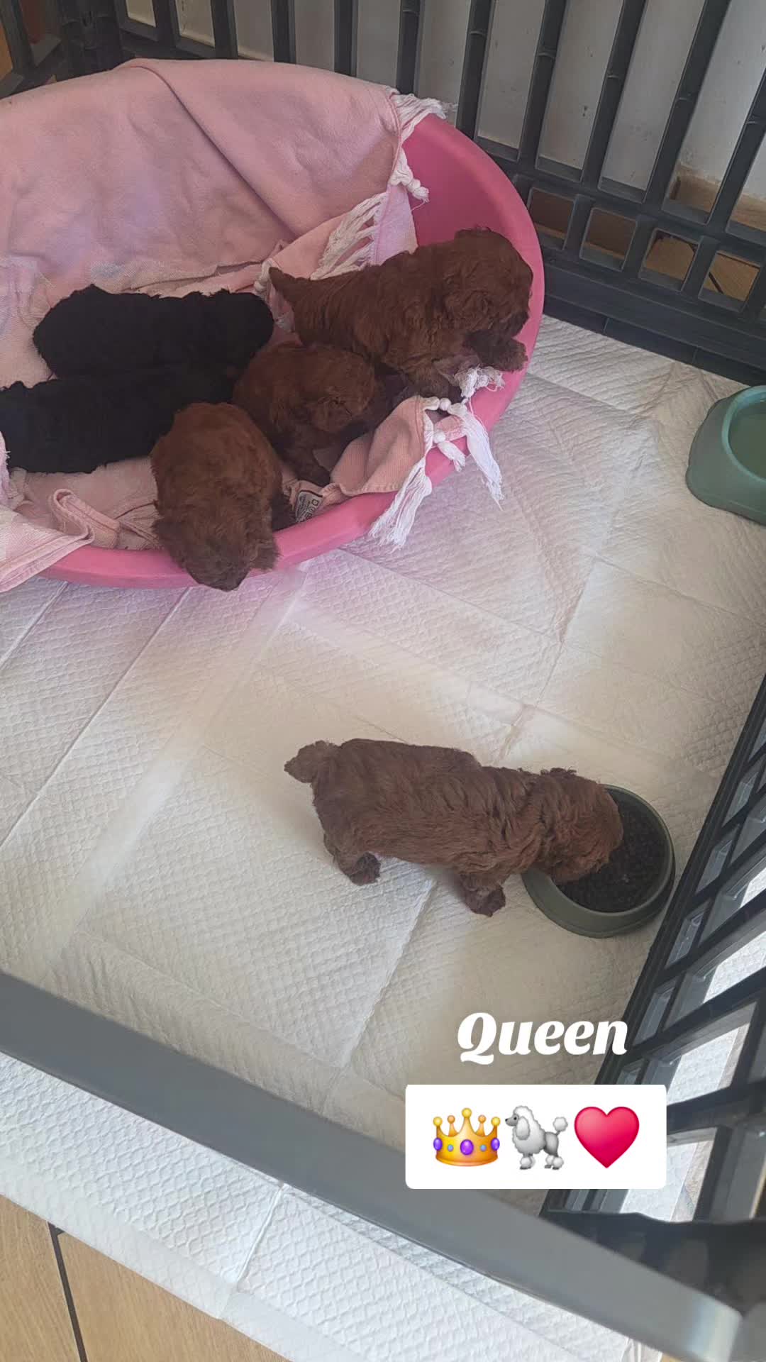 @CandyQueen👑🐩