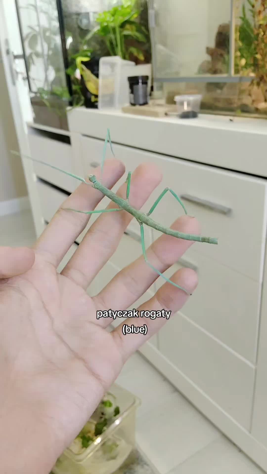 @Parrotek