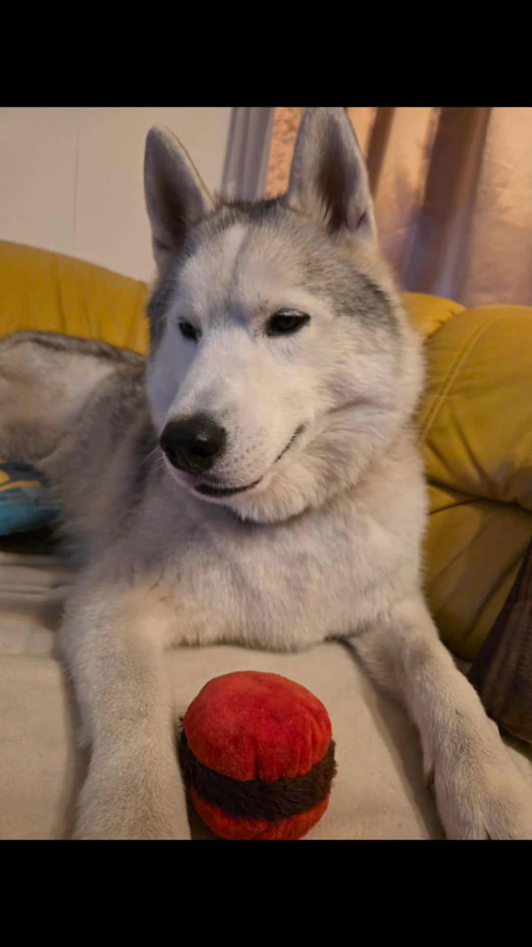 @Husky SkY&AmIgo