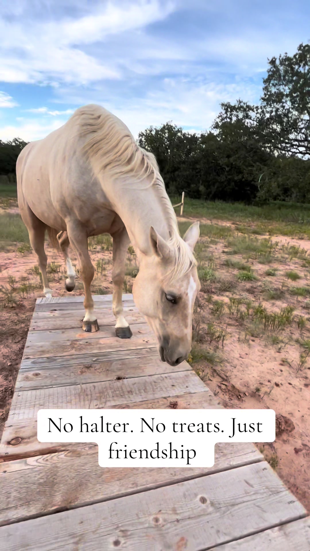 @haley&horses