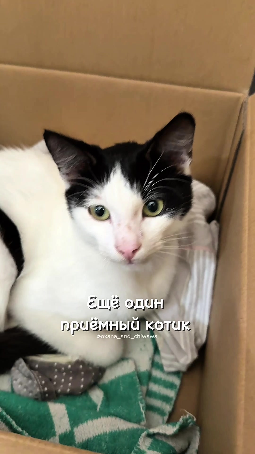 @Оксана & Чихуахуа Бонита