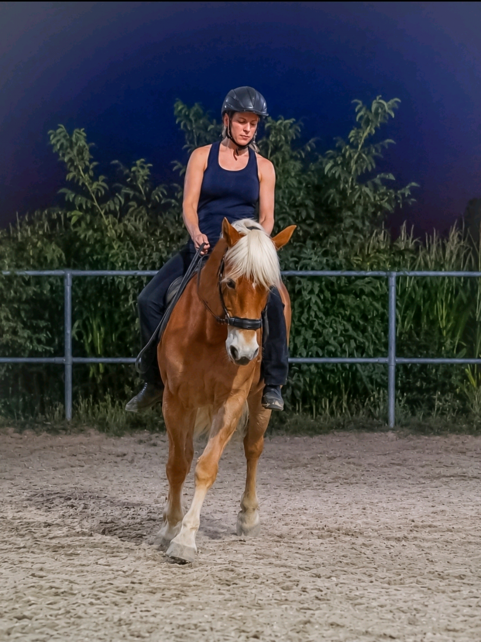 @Dreamhorse_Edelbluthaflinger