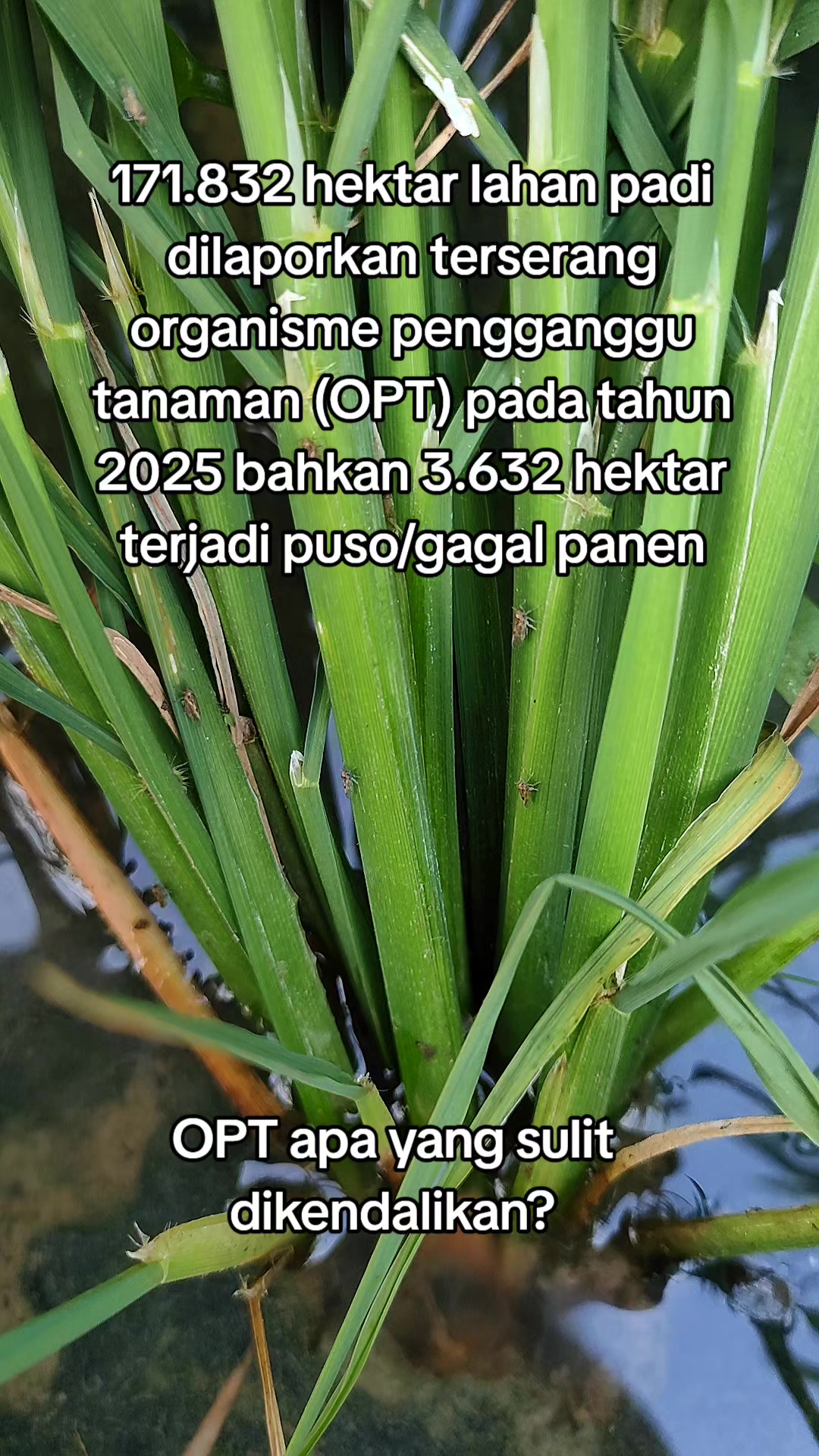 @ahmad mundir