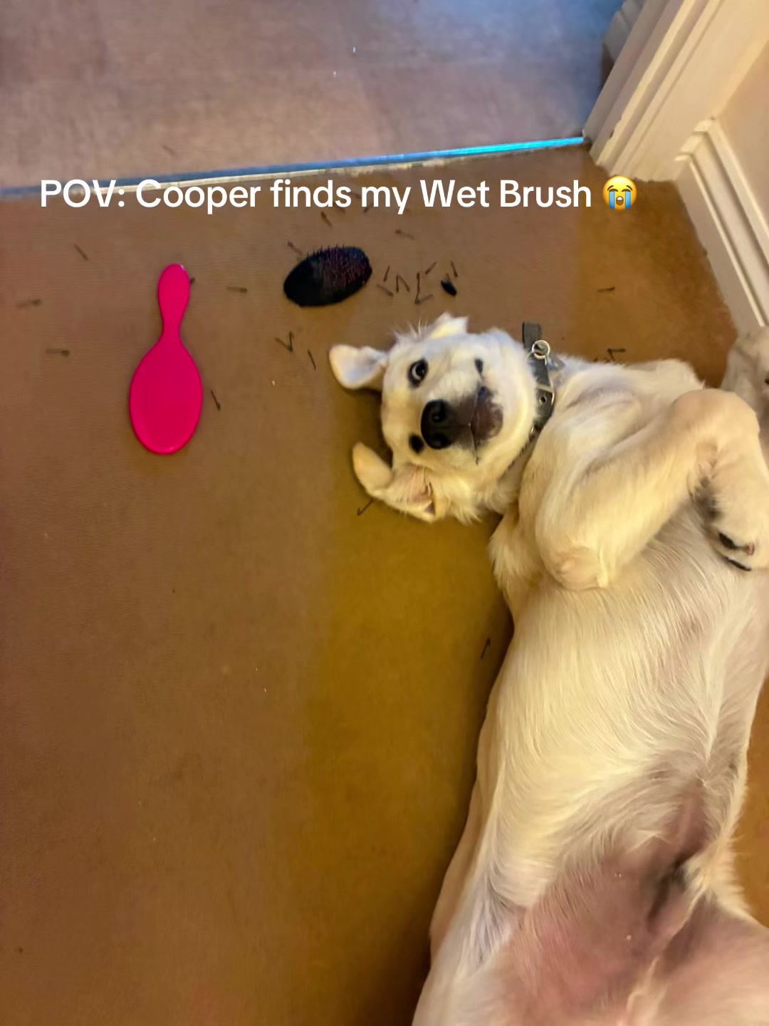 @GoldenBoyCooper
