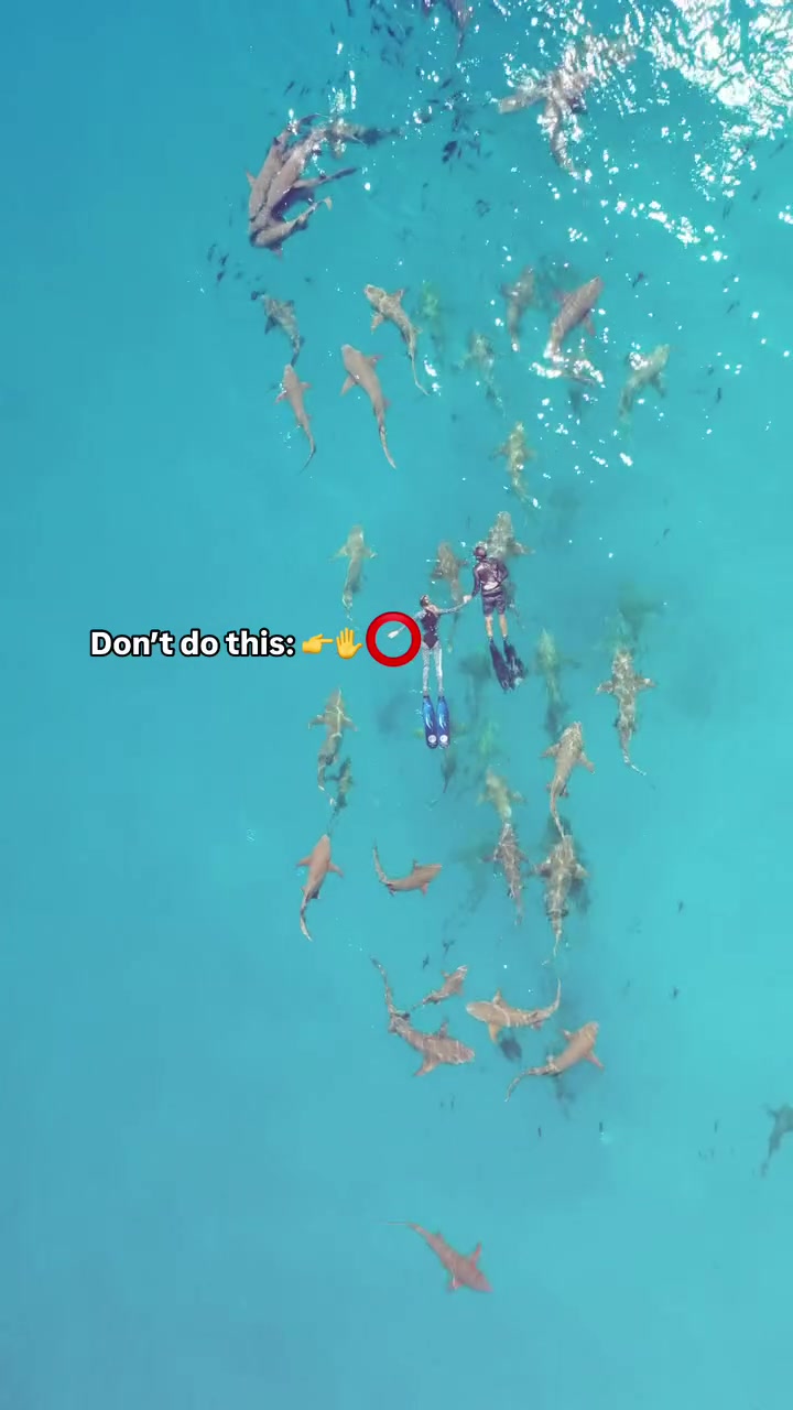 @Ocean Ramsey Sharks