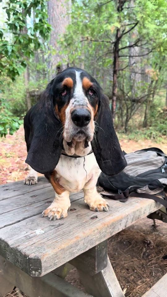 @Hudson & Rudy 🐾 Basset bros
