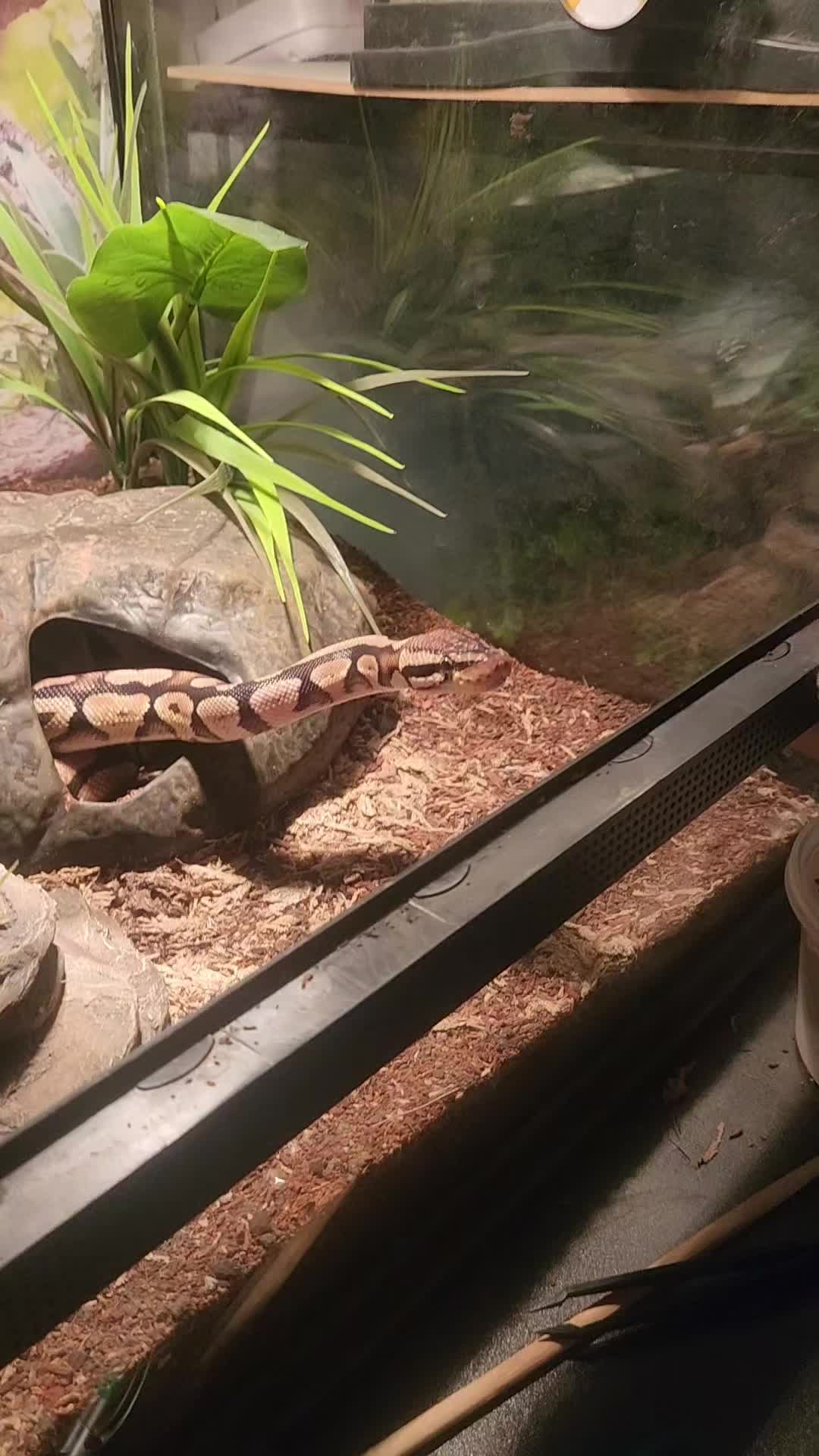 @Ballard&rsquo;s Reptiles