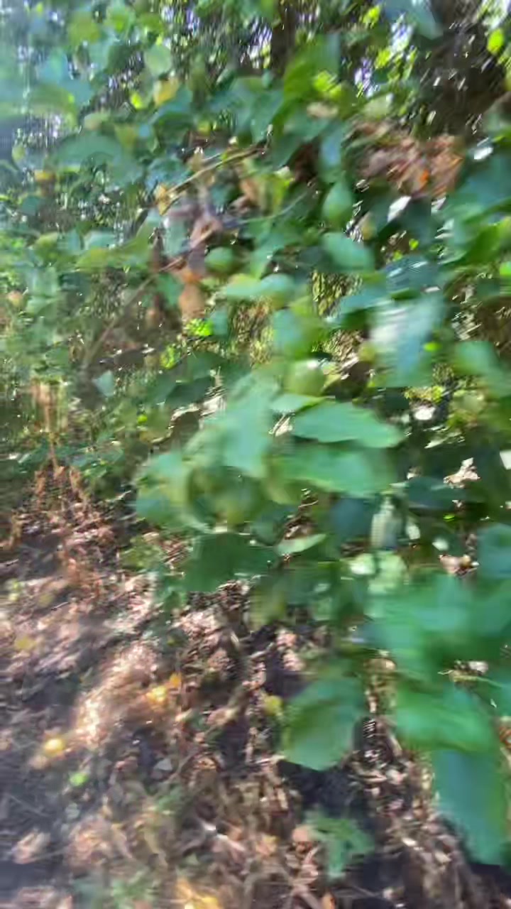 @Perro PAPAYAL