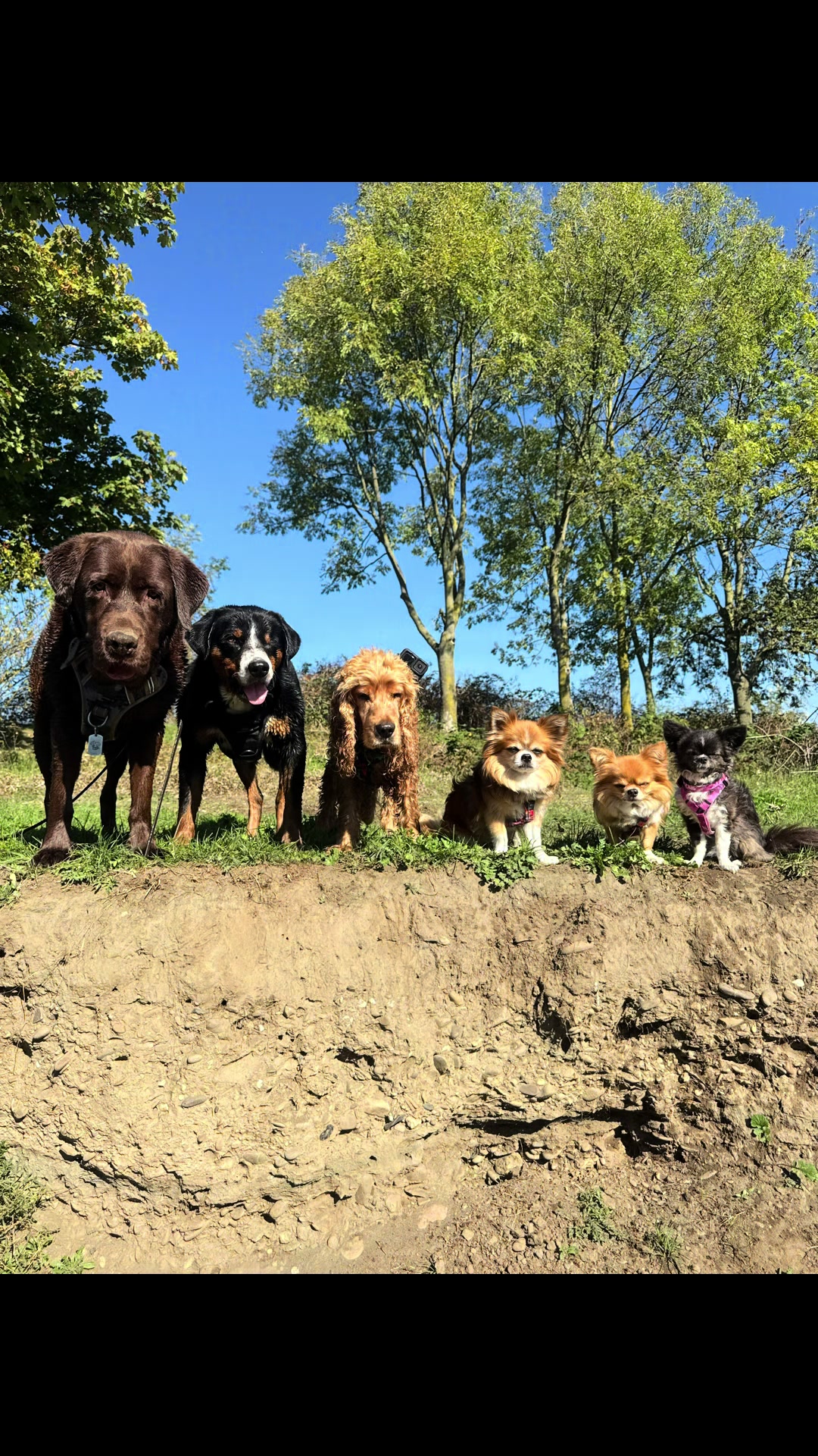 @DogWalk78